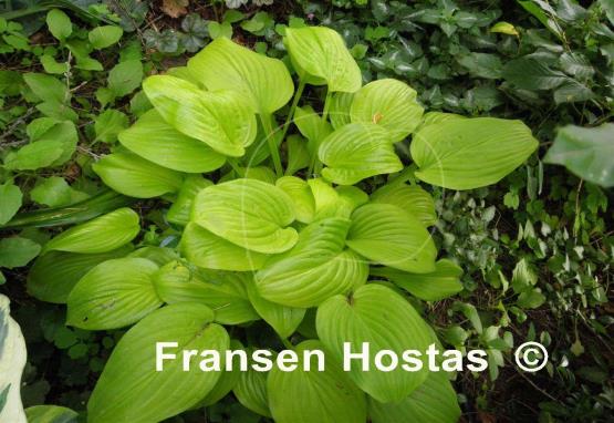 Hosta The Shining